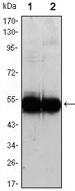 VCAM1 Mouse Monoclonal Antibody - Size: 100µl