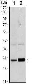Rab10 Mouse Monoclonal Antibody - Size: 100µl