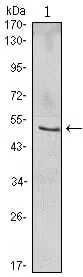 NFKBIB Mouse Monoclonal Antibody - Size: 100µl