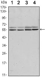 SMAD6 Mouse Monoclonal Antibody - Size: 50µl