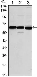 ESR1 Mouse Monoclonal Antibody - Size: 100µl