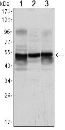 GFAP Mouse Monoclonal Antibody - Size: 50µl