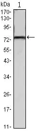 KLHL22 Mouse Monoclonal Antibody - Size: 100µl