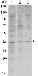 WIF1 Mouse Monoclonal Antibody - Size: 100µl