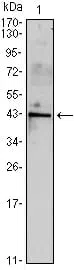 INHA Mouse Monoclonal Antibody - Size: 50µl