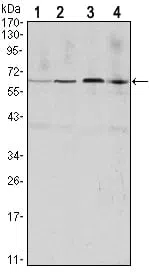 CCNB1 Mouse Monoclonal Antibody - Size: 100µl