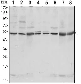 CSK Mouse Monoclonal Antibody - Size: 100µl