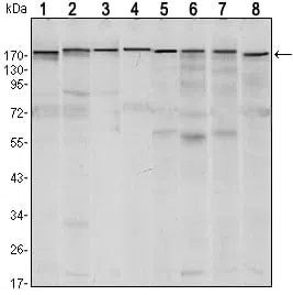 SETDB1 Mouse Monoclonal Antibody - Size: 100µl