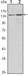 KDM3A Mouse Monoclonal Antibody - Size: 100µl