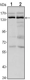 KDM3A Mouse Monoclonal Antibody - Size: 100µl
