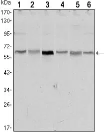 STK11 Mouse Monoclonal Antibody - Size: 50µl