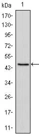 OCT3 Mouse Monoclonal Antibody - Size: 100µl