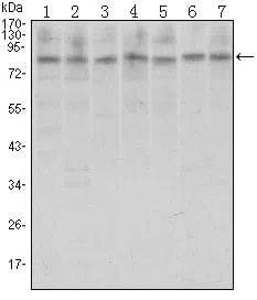 CTCF Mouse Monoclonal Antibody - Size: 50µl