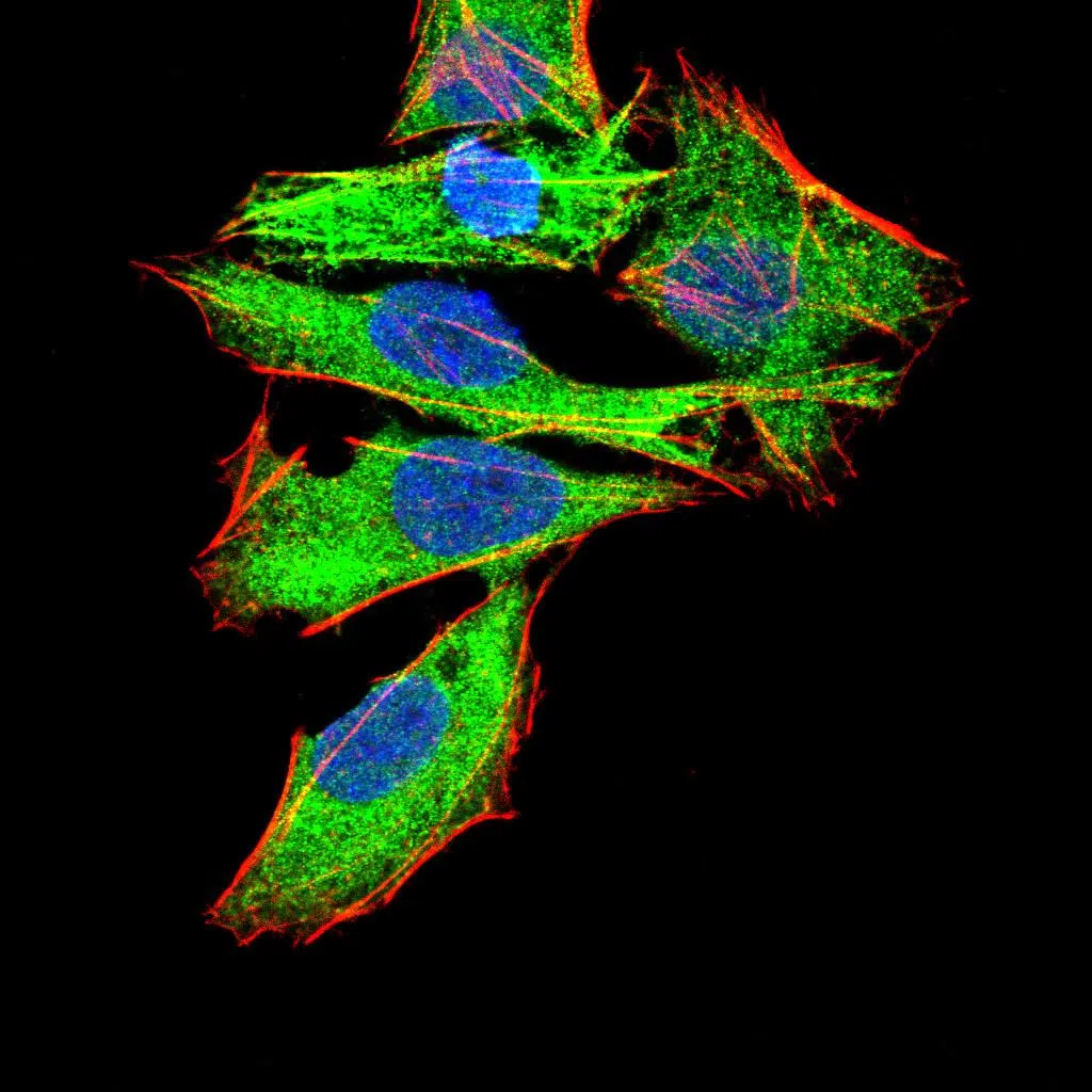 Immunocytochemistry(ICC) - GNAS Mouse Monoclonal Antibody AMM81466