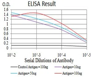 Rab8 Mouse Monoclonal Antibody - Size: 50µl