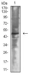 Neurod Mouse Monoclonal Antibody - Size: 50µl