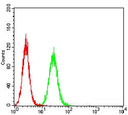 GLUL Mouse Monoclonal Antibody
