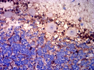 GLUL Mouse Monoclonal Antibody