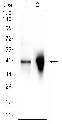 GLUL Mouse Monoclonal Antibody