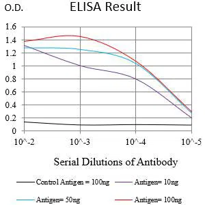 ERCC1 Mouse Monoclonal Antibody - Size: 100µl