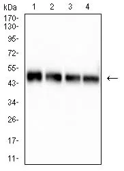 P22 Mouse Monoclonal Antibody - Size: 100µl