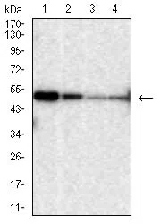 P54 Mouse Monoclonal Antibody - Size: 50µl