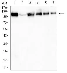 USP11 Mouse Monoclonal Antibody - Size: 50µl