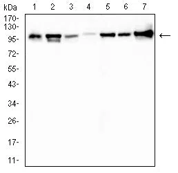 TOP1 Mouse Monoclonal Antibody - Size: 100µl