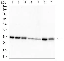 RFA2 Mouse Monoclonal Antibody - Size: 100µl