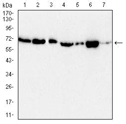 ACHE Mouse Monoclonal Antibody - Size: 100µl