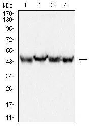 PLIN3 Mouse Monoclonal Antibody - Size: 100µl