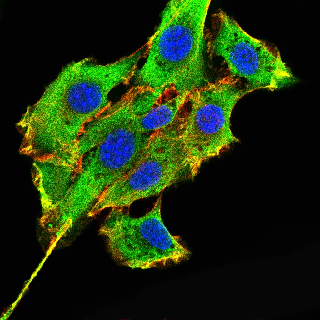 CD28 Mouse Monoclonal Antibody - Size: 50µl
