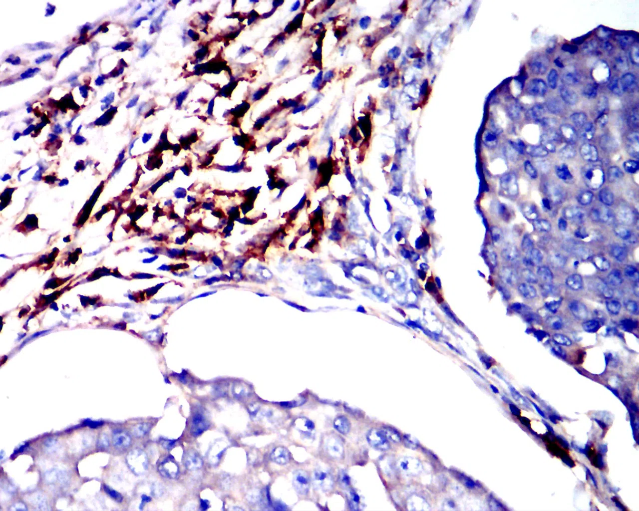 CD38 Mouse Monoclonal Antibody - Size: 100µl