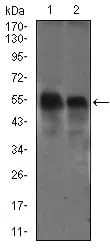 DCTN4 Mouse Monoclonal Antibody - Size: 100µl