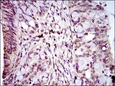 PIWIL4 Mouse Monoclonal Antibody - Size: 100µl