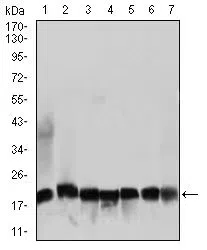 RPL18A Mouse Monoclonal Antibody - Size: 100µl