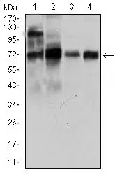 CLGN Mouse Monoclonal Antibody - Size: 50µl