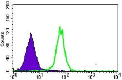 MRPL42 Mouse Monoclonal Antibody - Size: 50µl
