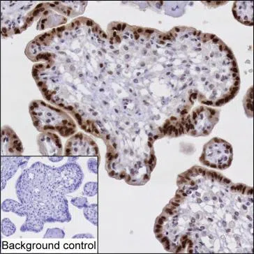 HEXIM1 Mouse Monoclonal Antibody - Size: 50µl