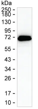GBP6 Mouse Monoclonal Antibody - Size: 100µl