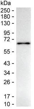 HEXIM1 Mouse Monoclonal Antibody - Size: 100µl