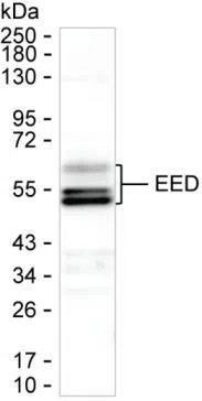 EED Mouse Monoclonal Antibody - Size: 100µl