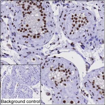 EED Mouse Monoclonal Antibody - Size: 100µl