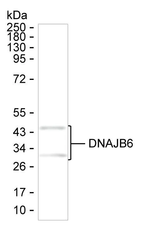 DNAJB6 Mouse Monoclonal Antibody - Size: 100µl
