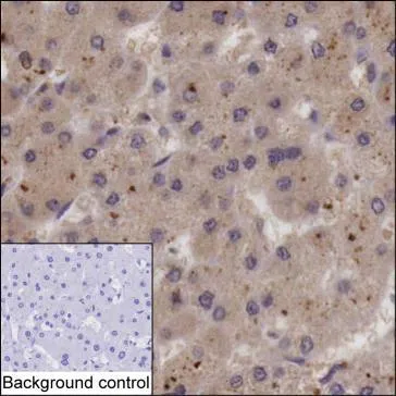 SMOC2 Mouse Monoclonal Antibody - Size: 50µl