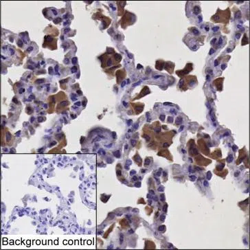 NCF2 Mouse Monoclonal Antibody - Size: 100µl
