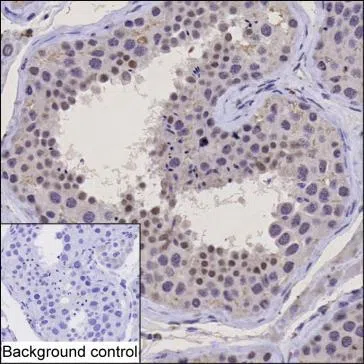 ING1 Mouse Monoclonal Antibody - Size: 100µl