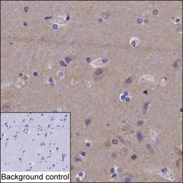 ERC2 Mouse Monoclonal Antibody - Size: 100µl