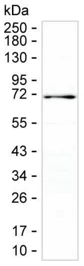 USH1C Mouse Monoclonal Antibody - Size: 100µl