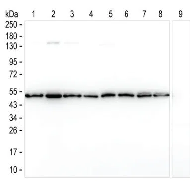 ENO1 Mouse Monoclonal Antibody - Size: 100µl